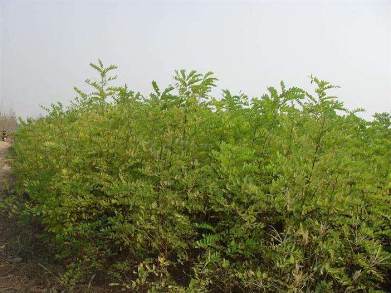 刺槐苗价格，刺槐苗批发，刺槐苗基地，刺槐树苗