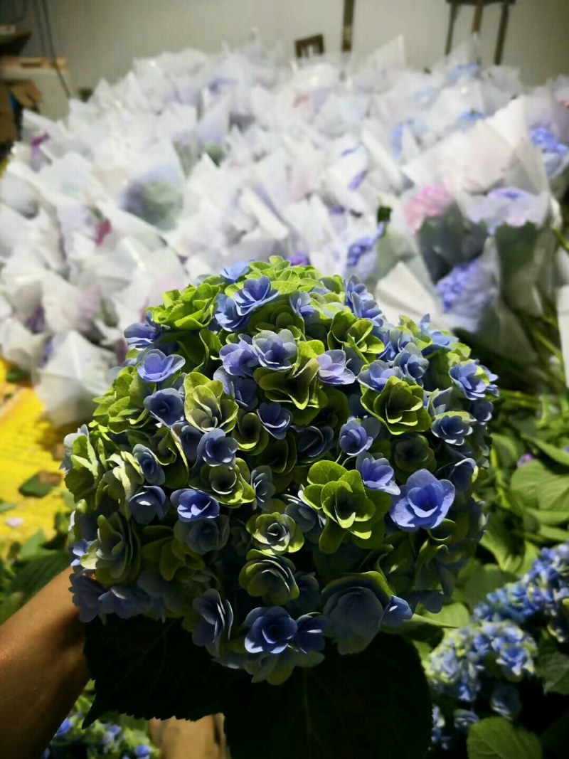 绣球花大小苗全国包邮质量很好本公司常年出售各种玫瑰花小苗