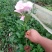 绣球花大小苗全国包邮质量很好本公司常年出售各种玫瑰花小苗