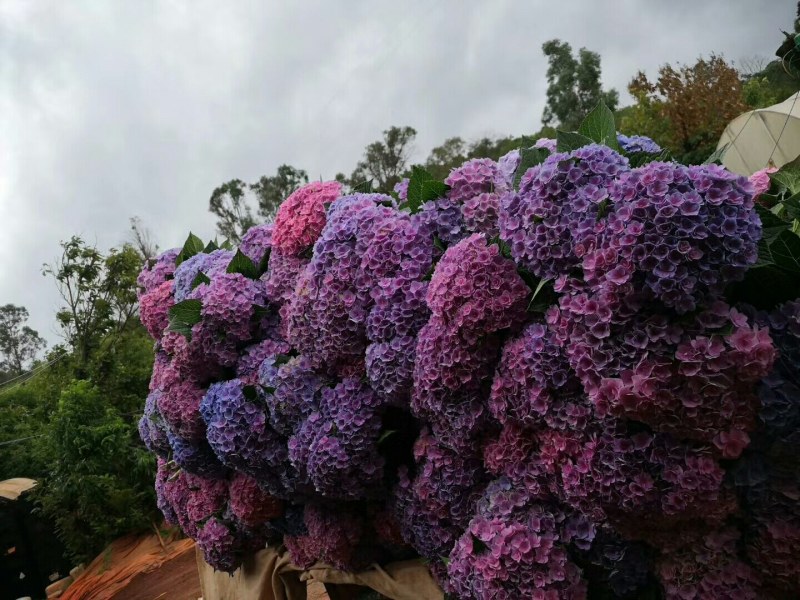 绣球花大小苗全国包邮质量很好本公司常年出售各种玫瑰花小苗