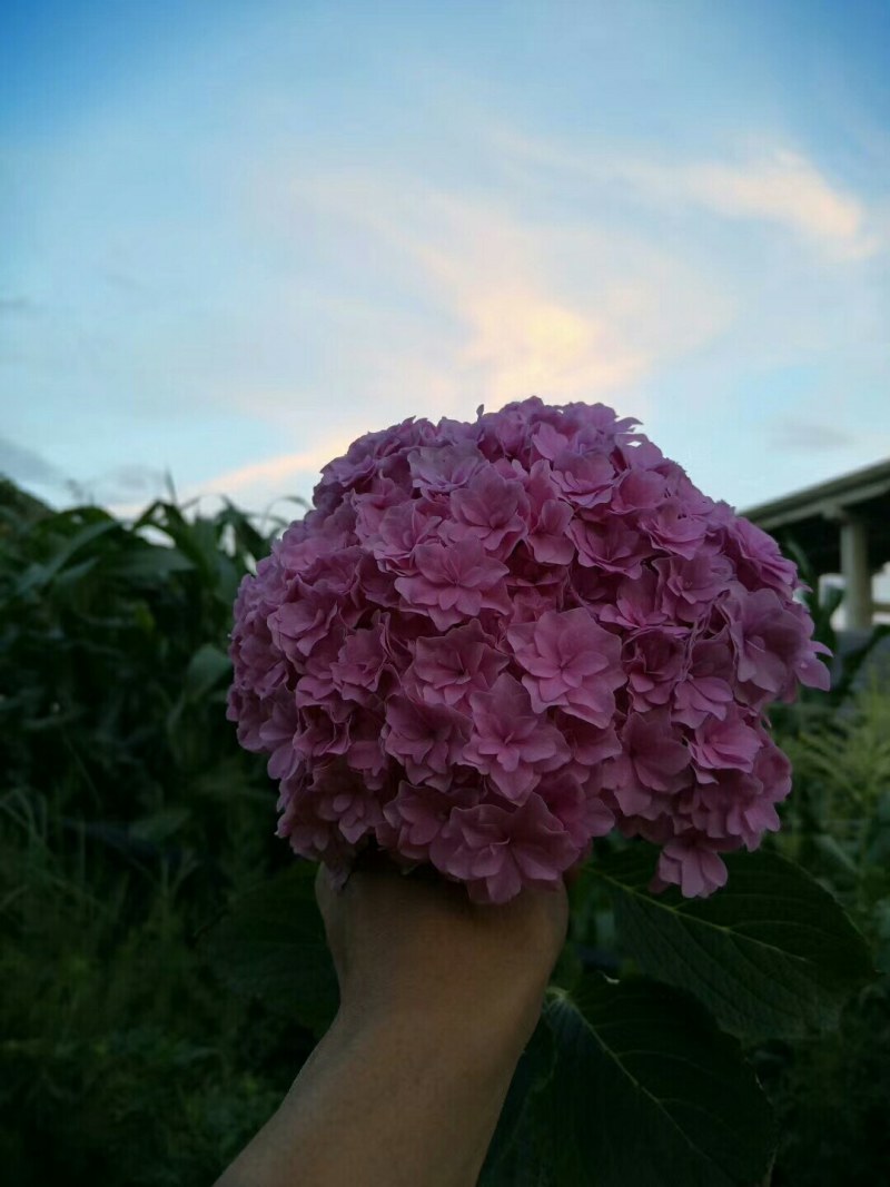 绣球花大小苗全国包邮质量很好本公司常年出售各种玫瑰花小苗