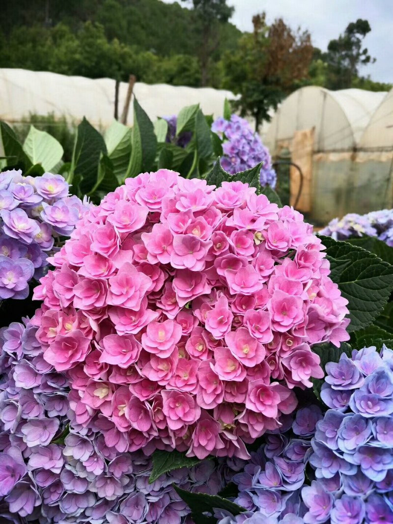 绣球花大小苗全国包邮质量很好本公司常年出售各种玫瑰花小苗