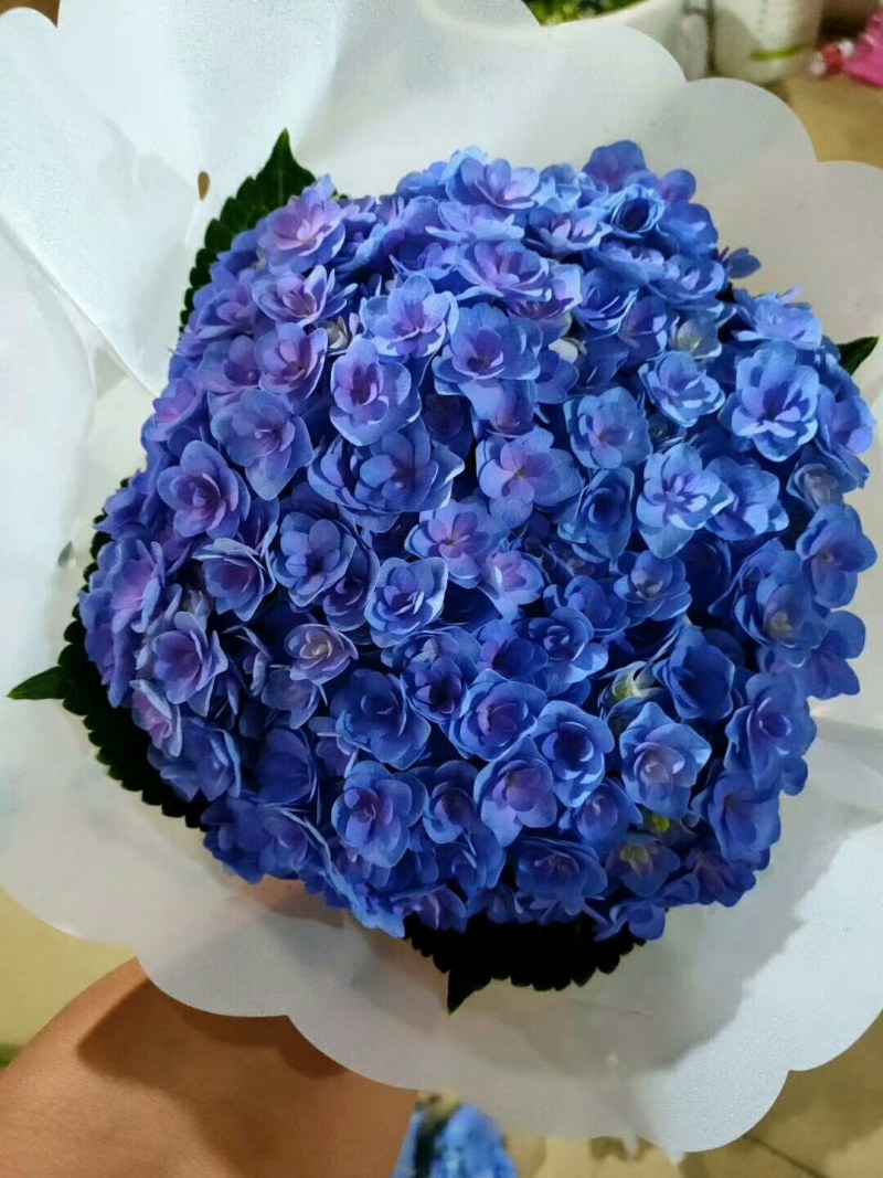 绣球花大小苗全国包邮质量很好本公司常年出售各种玫瑰花小苗