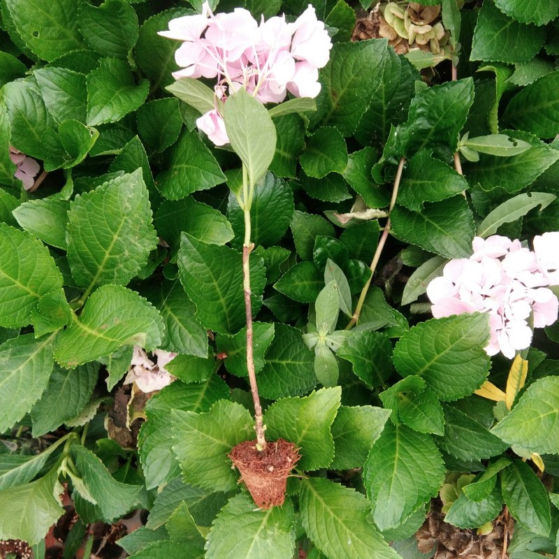绣球花大小苗全国包邮质量很好本公司常年出售各种玫瑰花小苗
