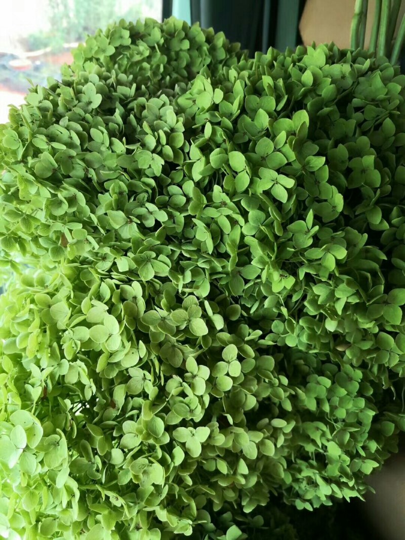 绣球花大小苗全国包邮质量很好本公司常年出售各种玫瑰花小苗