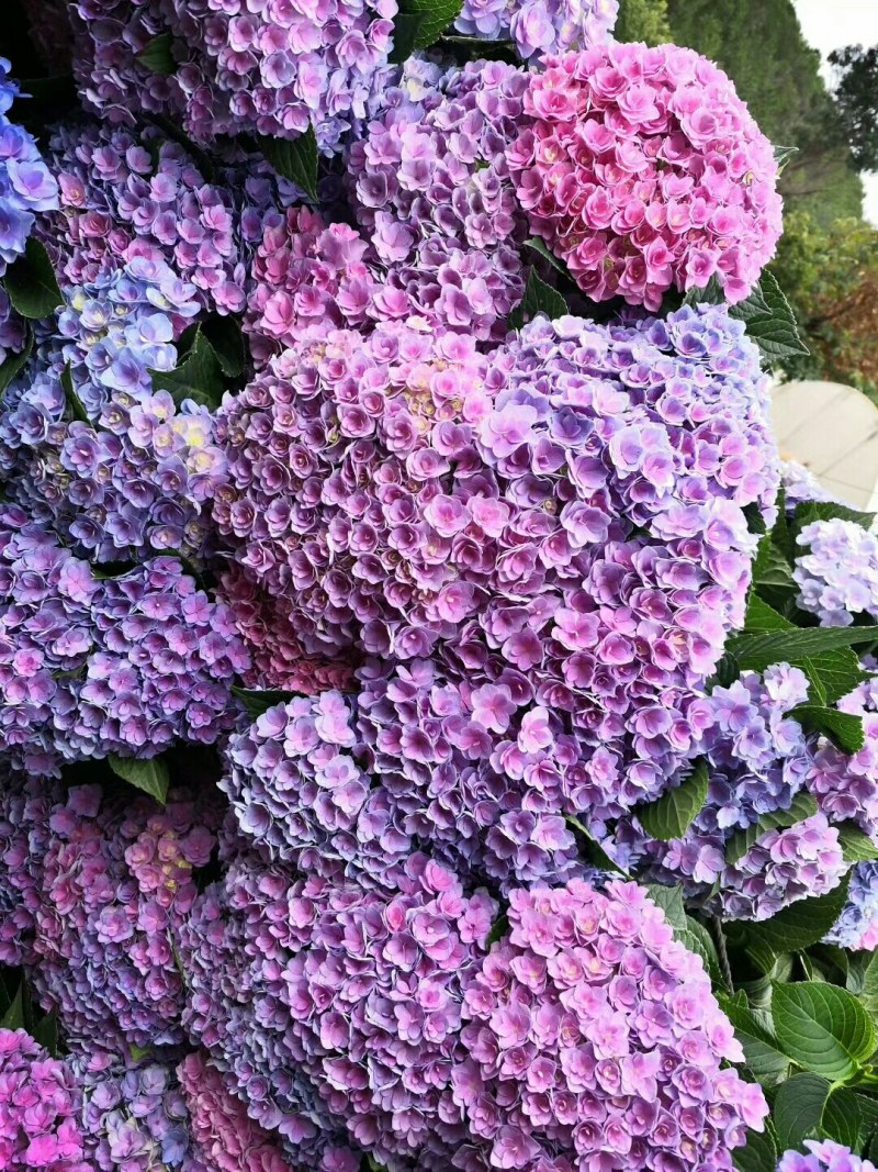 绣球花大小苗全国包邮质量很好本公司常年出售各种玫瑰花小苗