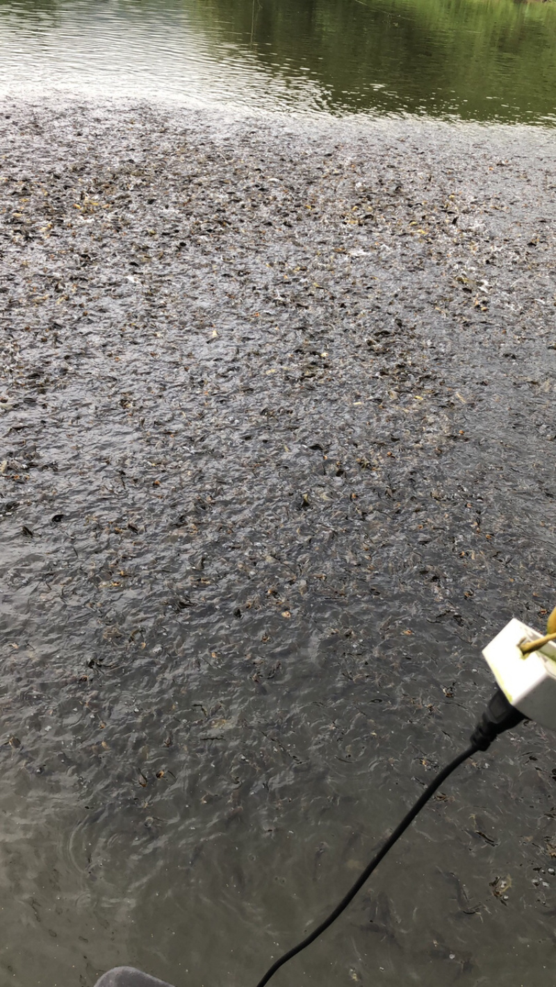 黄颡鱼，黄辣丁，大量出售