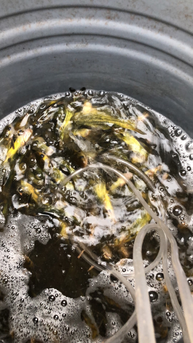 黄颡鱼，黄辣丁，大量出售
