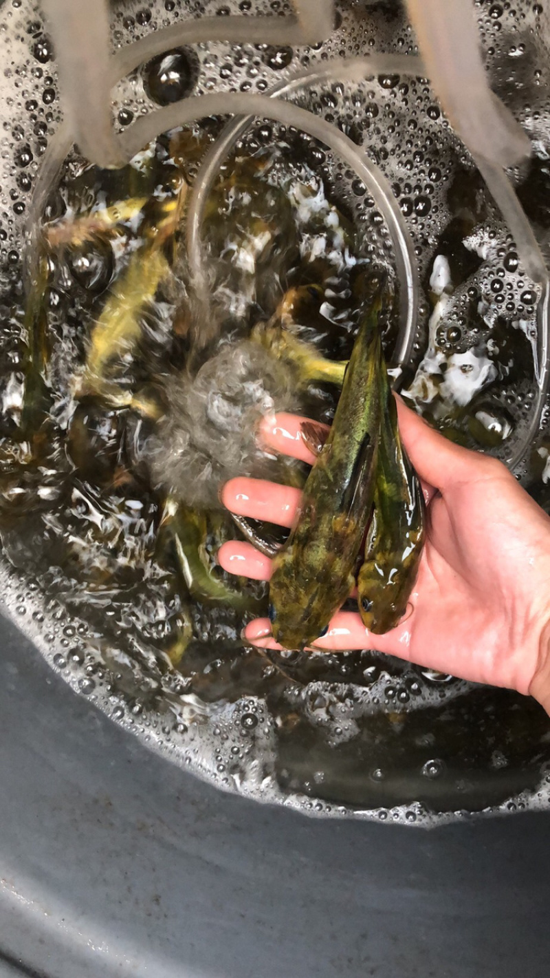 黄颡鱼，黄辣丁，大量出售