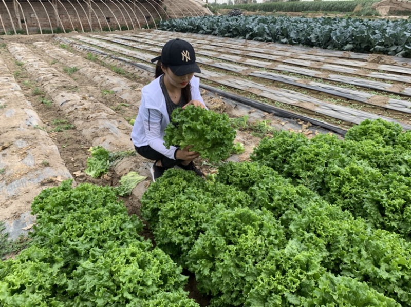花叶生菜，大量上市，欢迎各位老板下单。质量保证