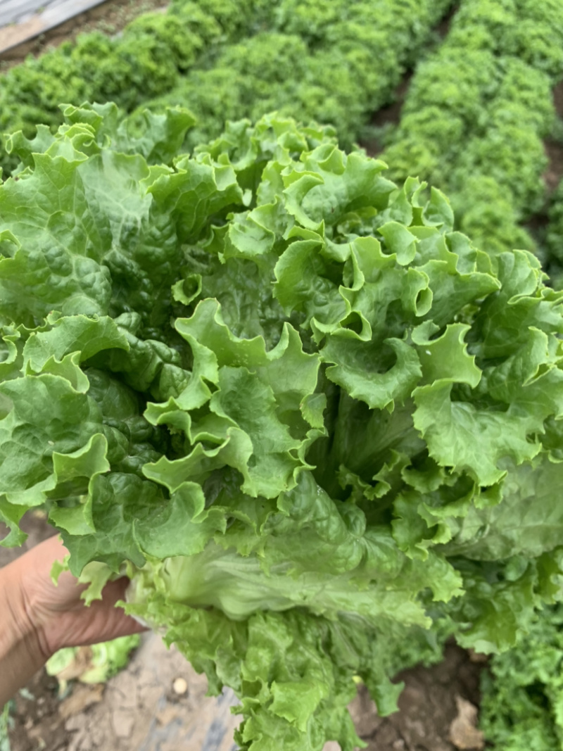 花叶生菜，大量上市，欢迎各位老板下单。质量保证
