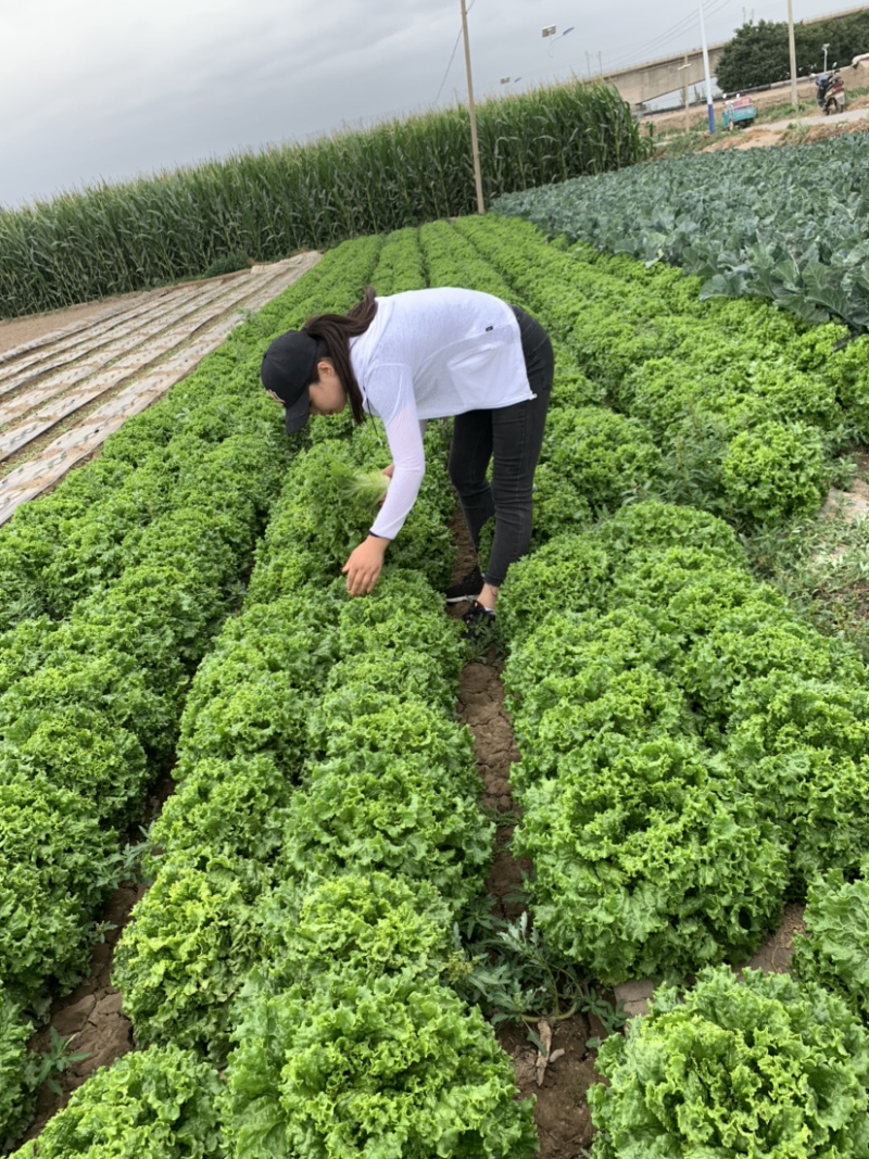 花叶生菜，大量上市，欢迎各位老板下单。质量保证