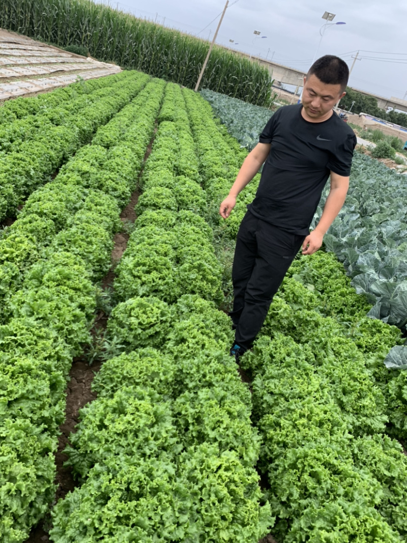 花叶生菜，大量上市，欢迎各位老板下单。质量保证
