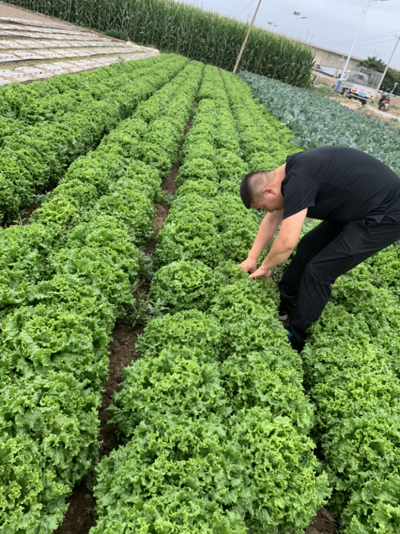 花叶生菜，大量上市，欢迎各位老板下单。质量保证