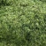厂家批发玉米秸秆青储饲料袋装牛羊马植物性饲料