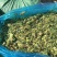 厂家批发玉米秸秆青储饲料袋装牛羊马植物性饲料