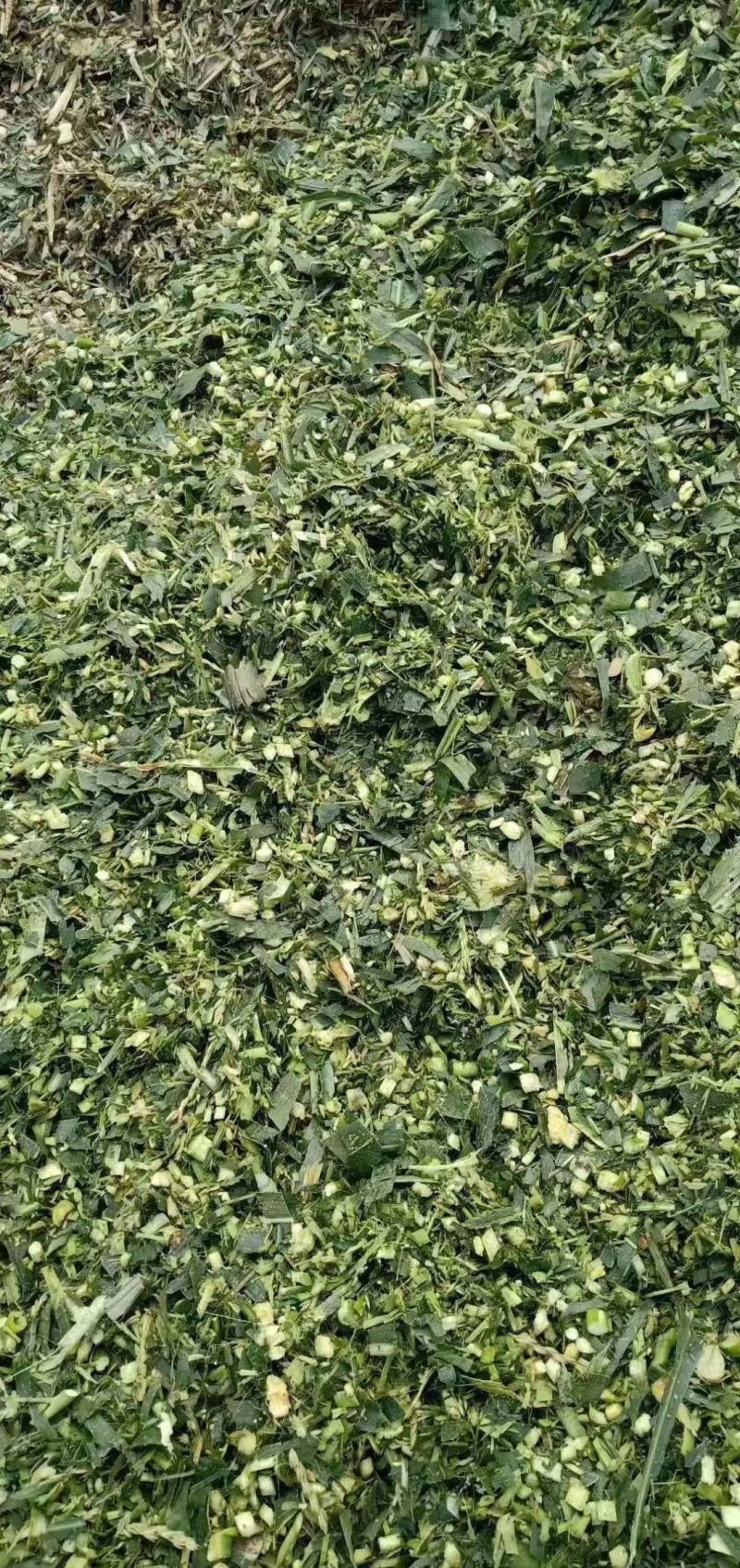 厂家批发玉米秸秆青储饲料袋装牛羊马植物性饲料