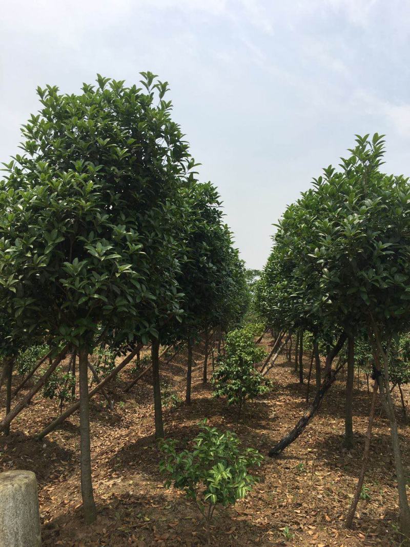 湖北桂花树桂花八月桂金桂供应1-20公分各规格成活率高