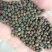 豌豆黑豌豆，量大价格代办火车运输，