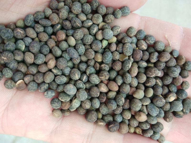 豌豆黑豌豆，量大价格代办火车运输，