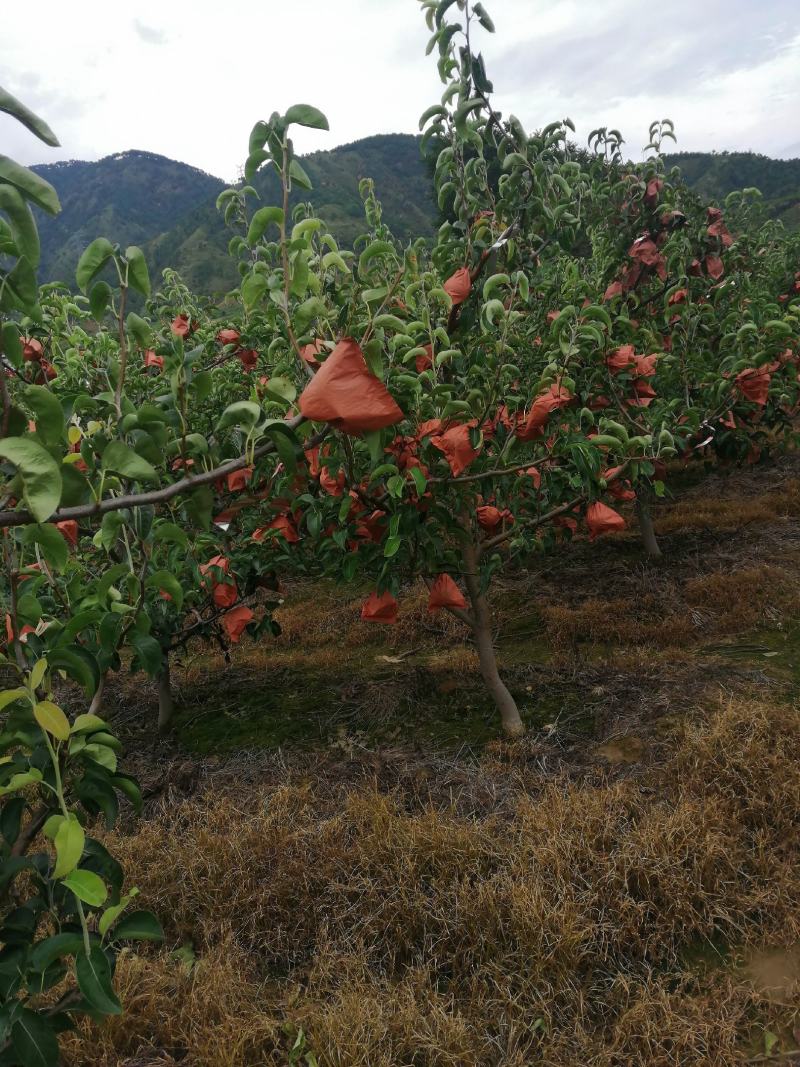 丰水梨园黄梨大凉山精品梨颜色好糖份高套袋果降价了