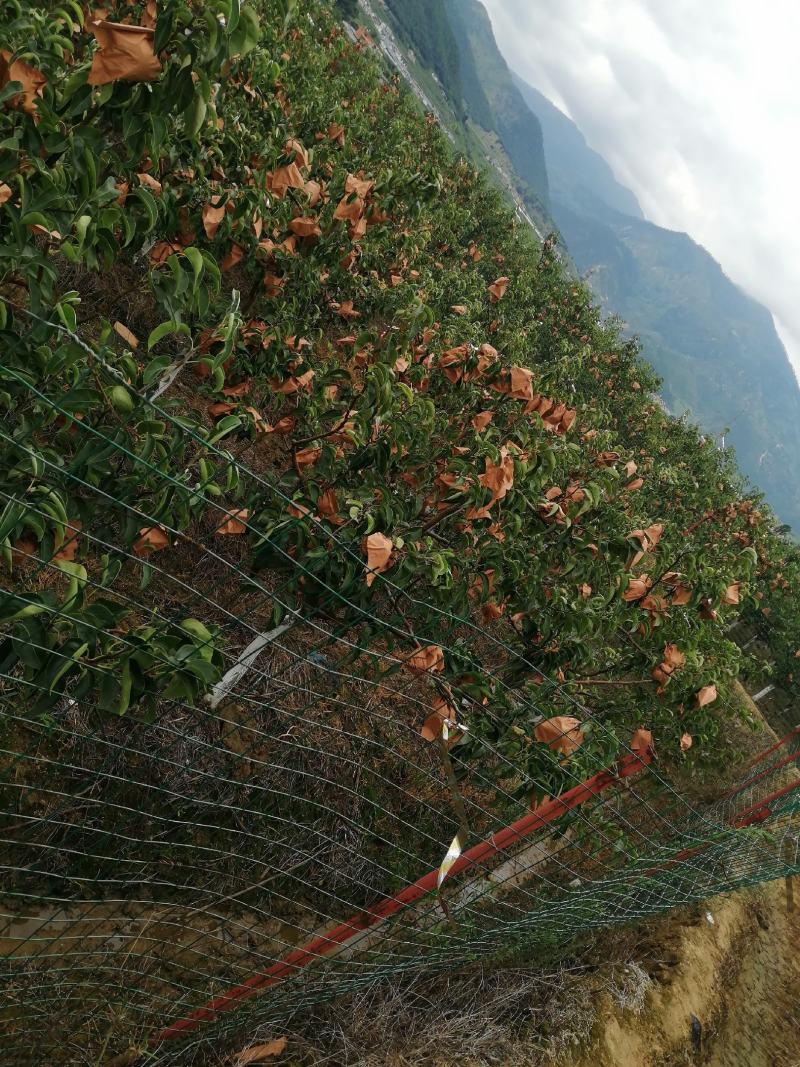 丰水梨园黄梨大凉山精品梨颜色好糖份高套袋果降价了