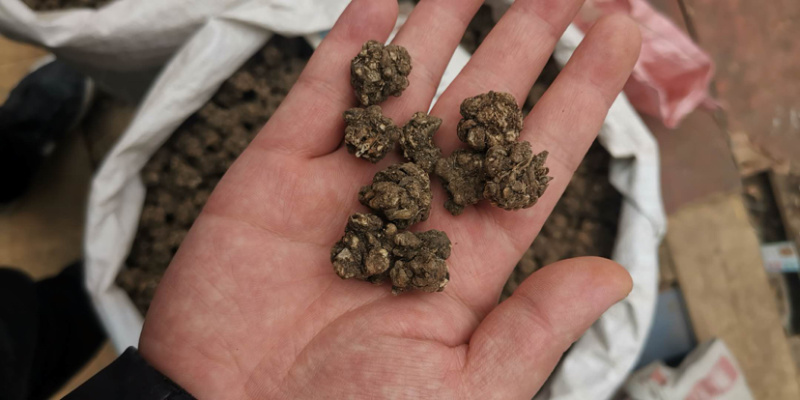 猫爪草产地直销价优物美批发各种规格中药材