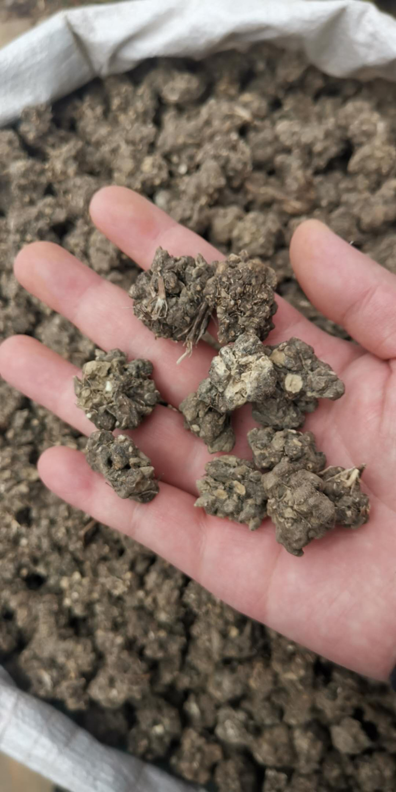 猫爪草产地直销价优物美批发各种规格中药材