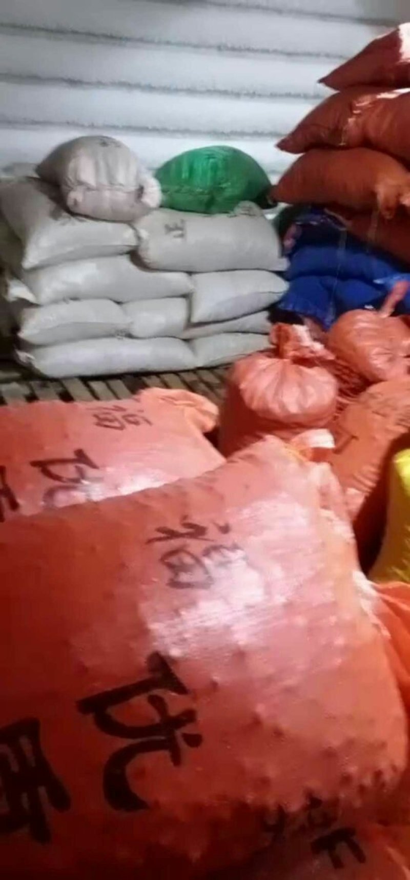 精品河北油栗浙江油栗一手货源，批发零售，质优价廉