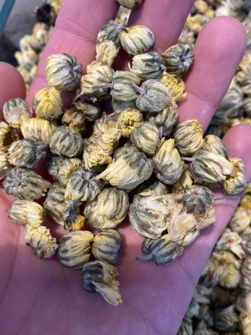 胎菊精品货一杯一朵物美价廉量大从优