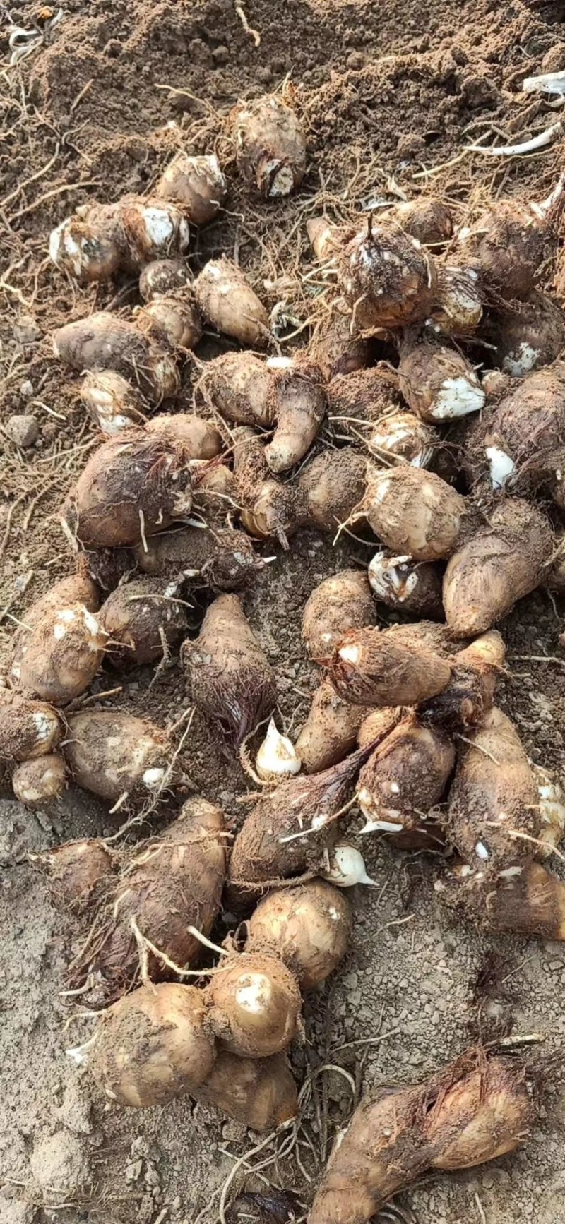 山东优质芋头种植基地，批发市场，现已大量上市