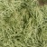 刚刚上市的豆角架豆王豆角20厘米以上