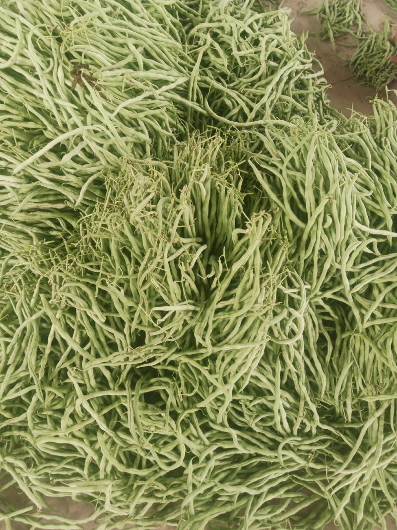刚刚上市的豆角架豆王豆角20厘米以上