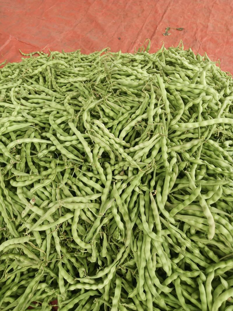 刚刚上市的豆角架豆王豆角20厘米以上