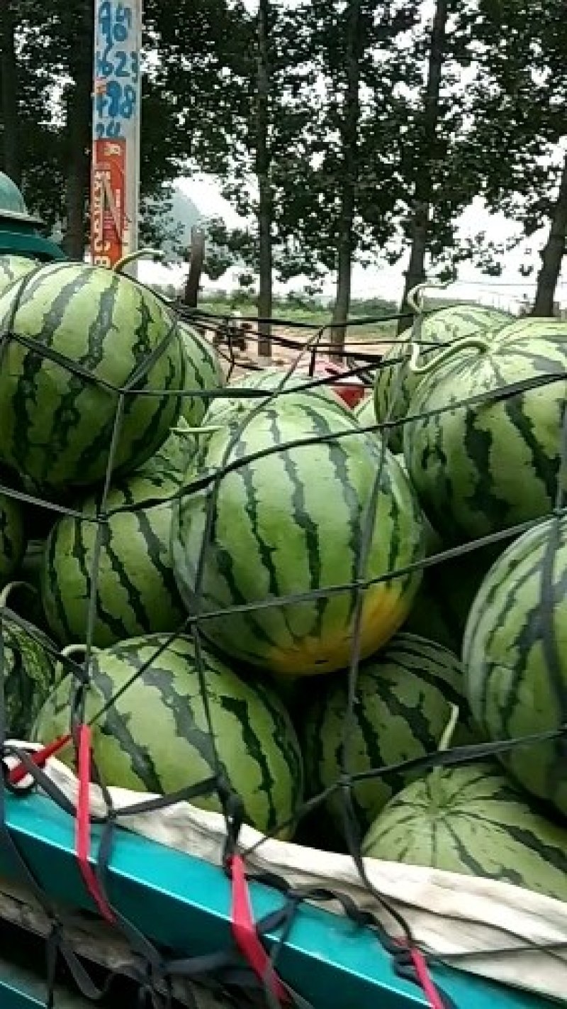 京欣西瓜大吨位供应欢迎选购