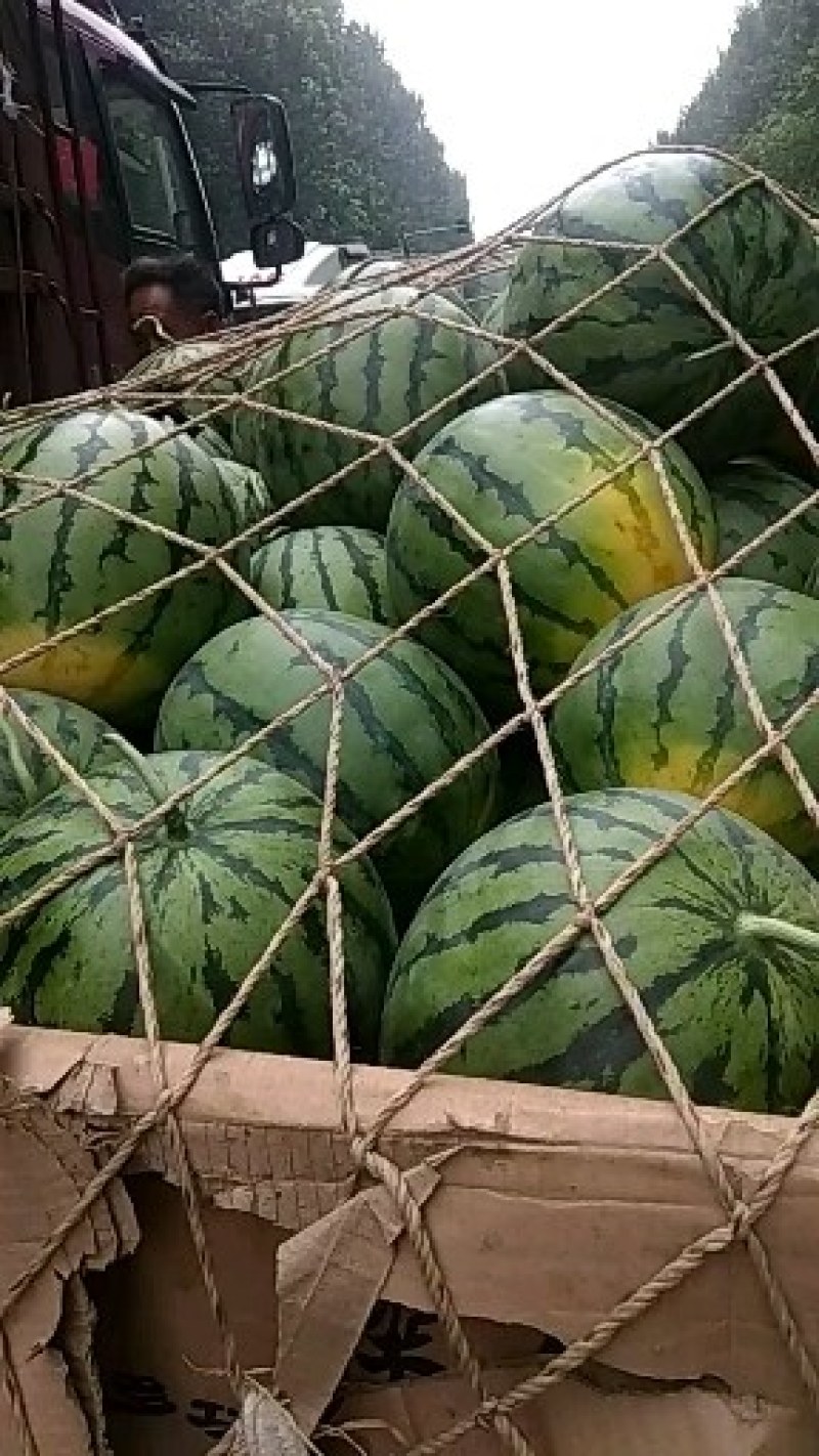 京欣西瓜大吨位供应欢迎选购