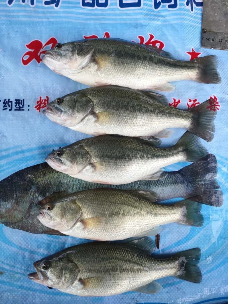 加州鲈鱼苗，鲈鱼鱼苗，优鲈3号，2022新苗上市