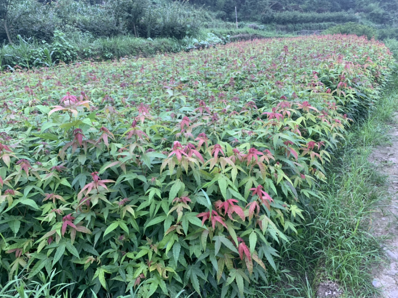 青枫小苗青枫小苗青枫小苗青枫小苗青枫小苗青枫
