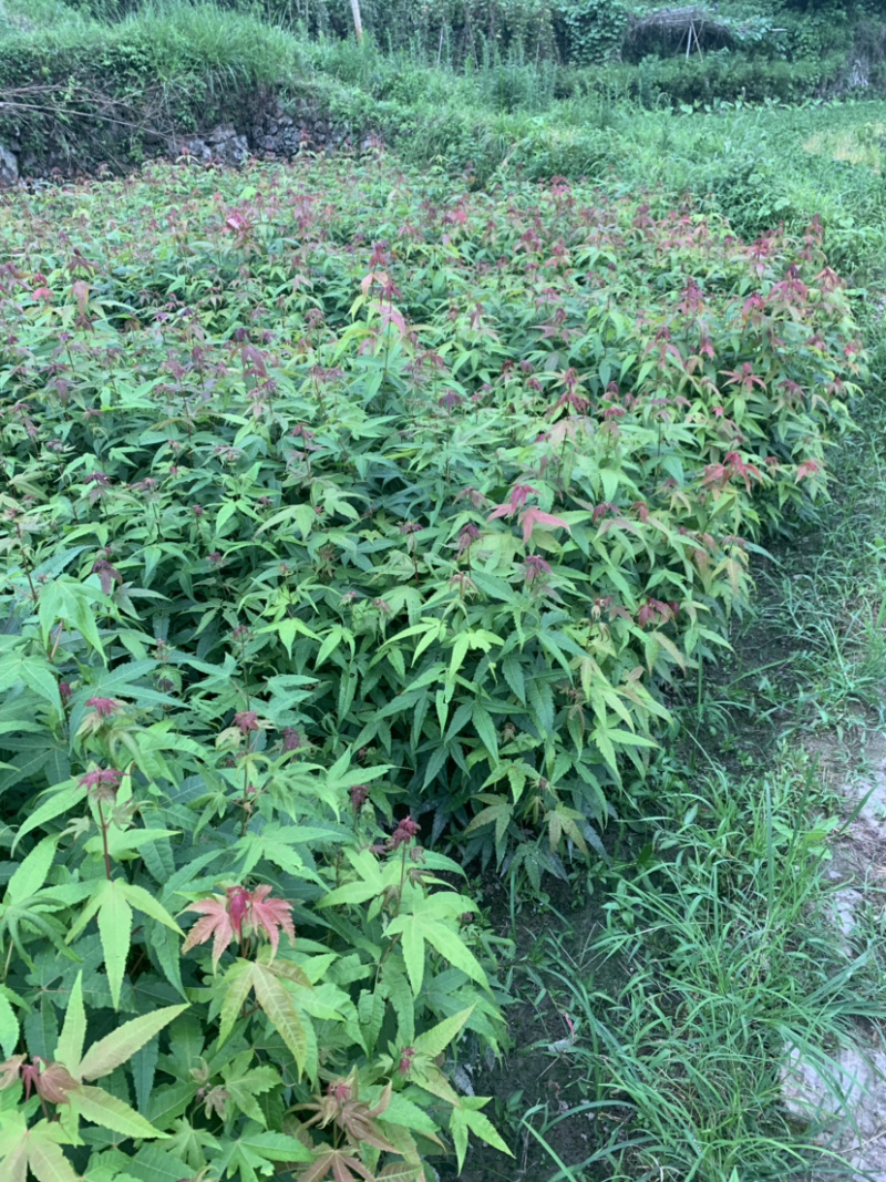青枫小苗青枫小苗青枫小苗青枫小苗青枫小苗青枫