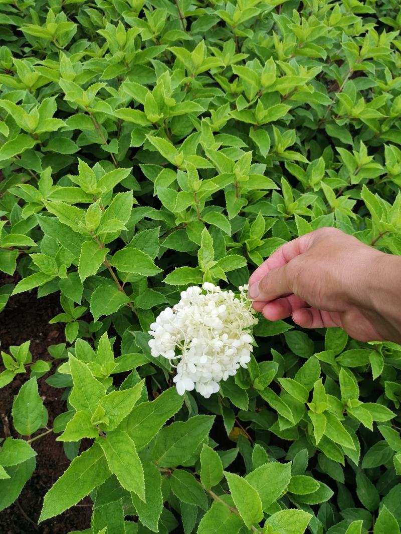 中华木绣球，圆锥绣球，绣球花，花卉苗木新品种