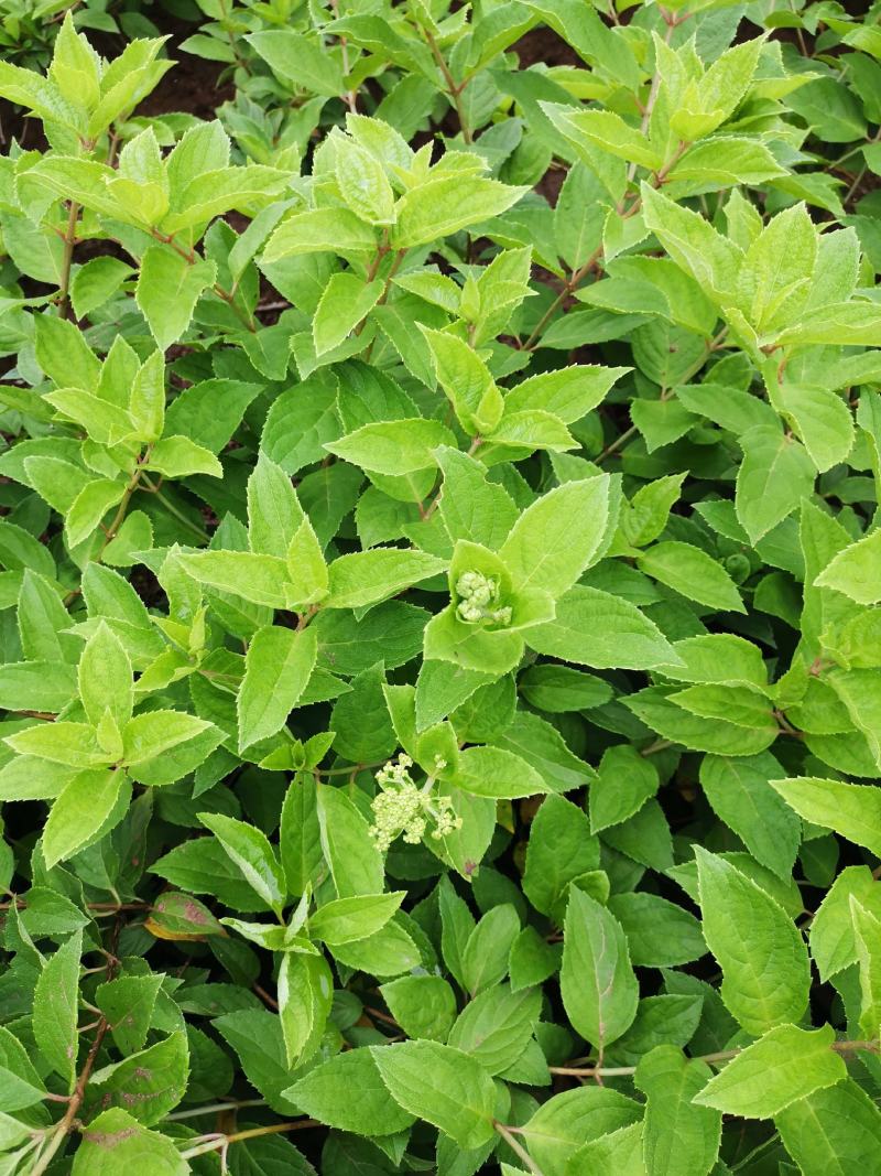中华木绣球，圆锥绣球，绣球花，花卉苗木新品种