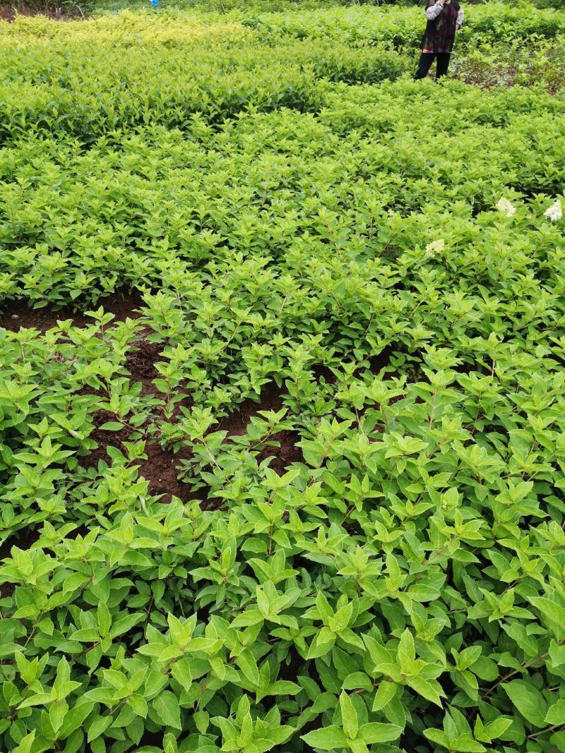 中华木绣球，圆锥绣球，绣球花，花卉苗木新品种