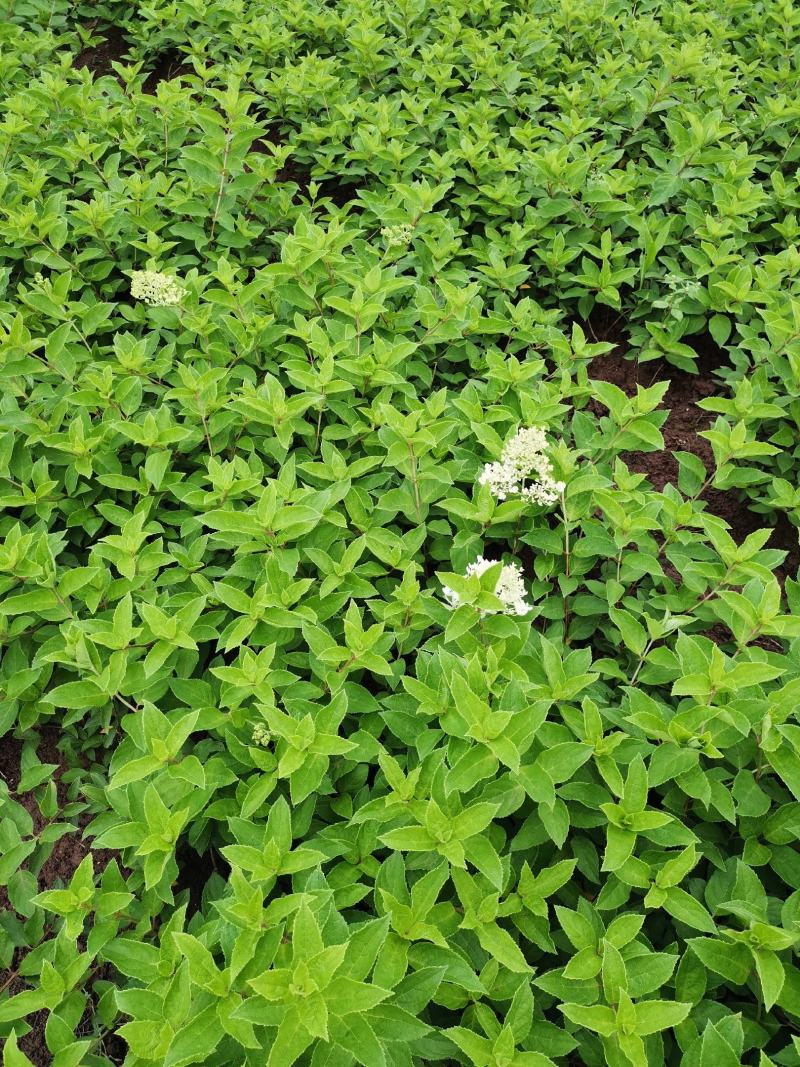 中华木绣球，圆锥绣球，绣球花，花卉苗木新品种