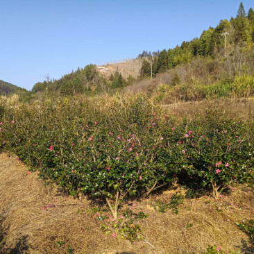 茶梅