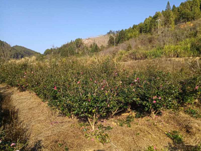 茶梅