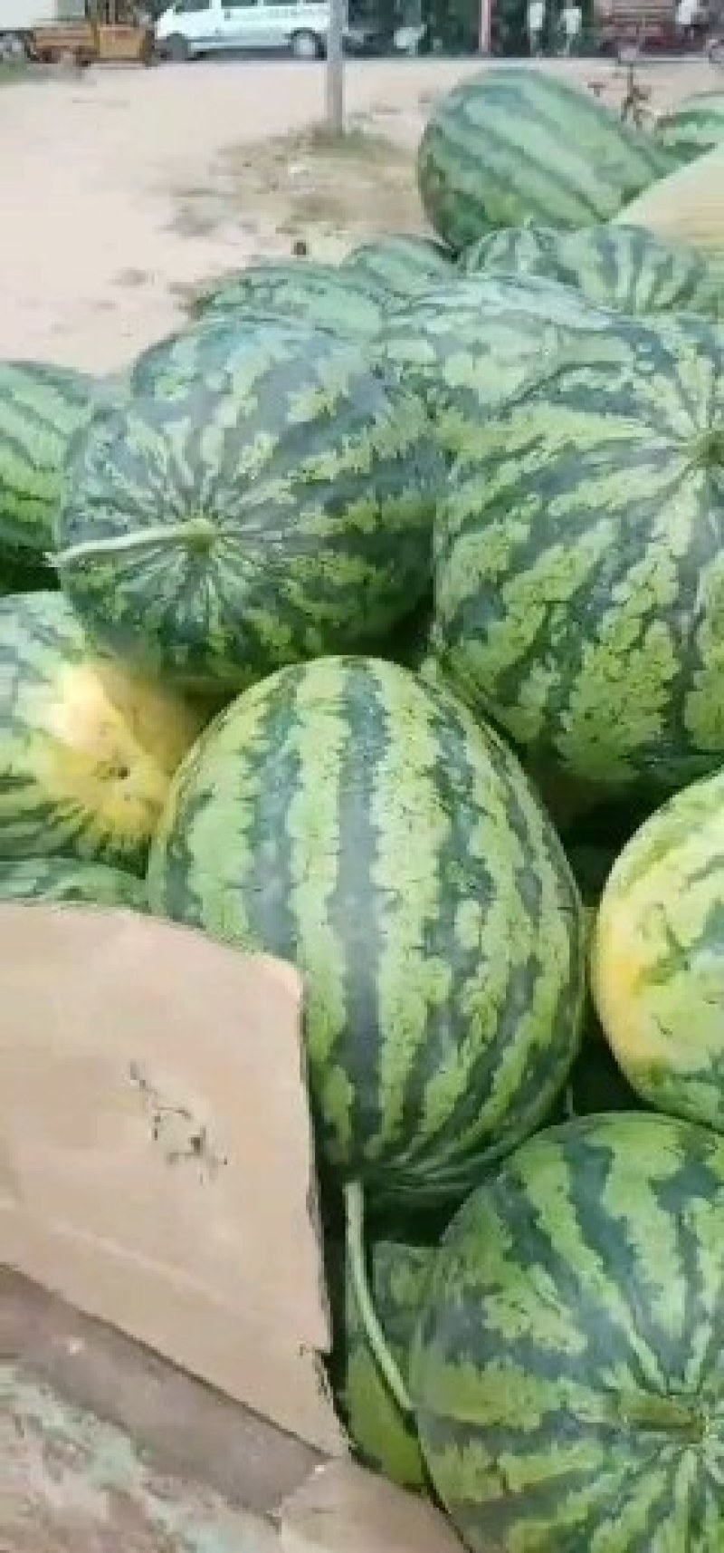 冠龙花长瓜上市了大吨位供应