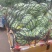 冠龙花长瓜上市了大吨位供应