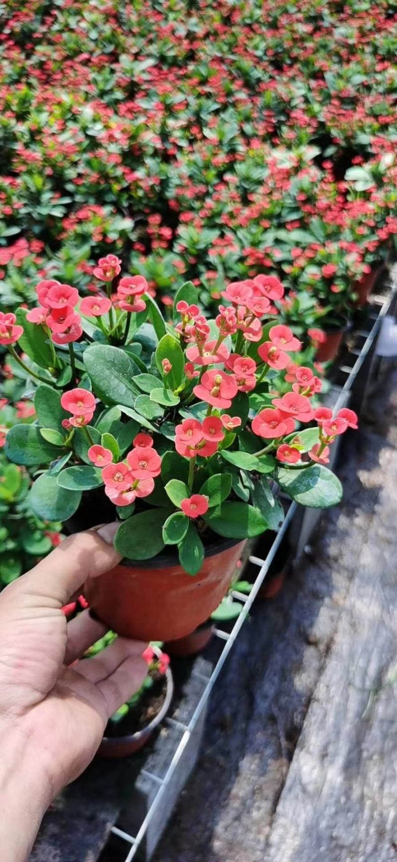 虎刺梅盆栽铁海棠