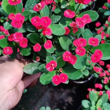 虎刺梅盆栽铁海棠