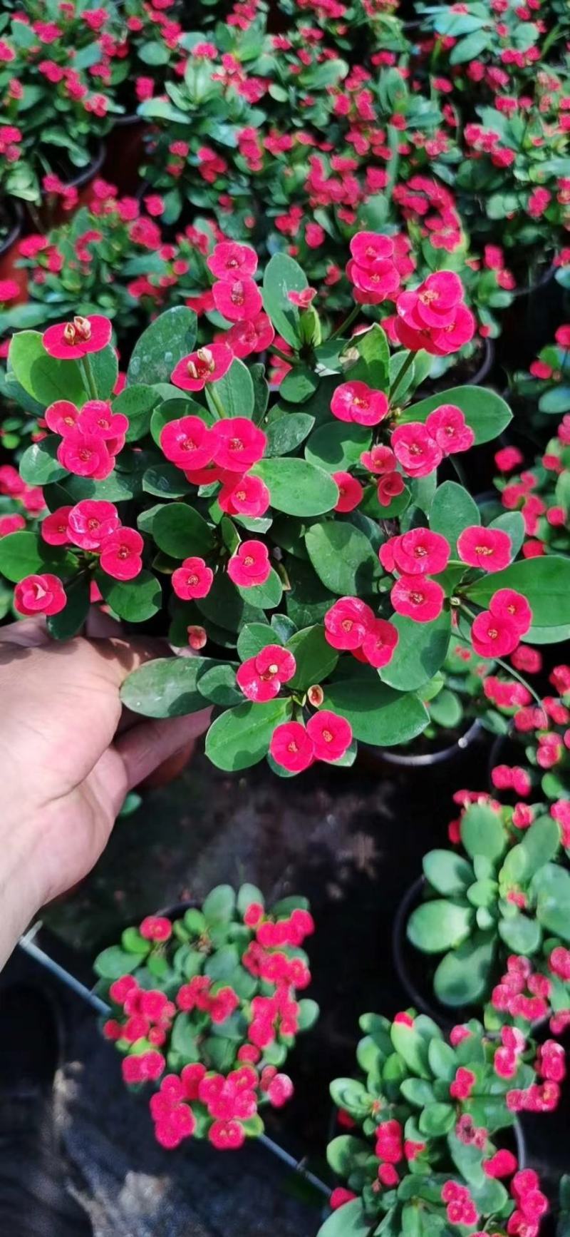 虎刺梅盆栽铁海棠